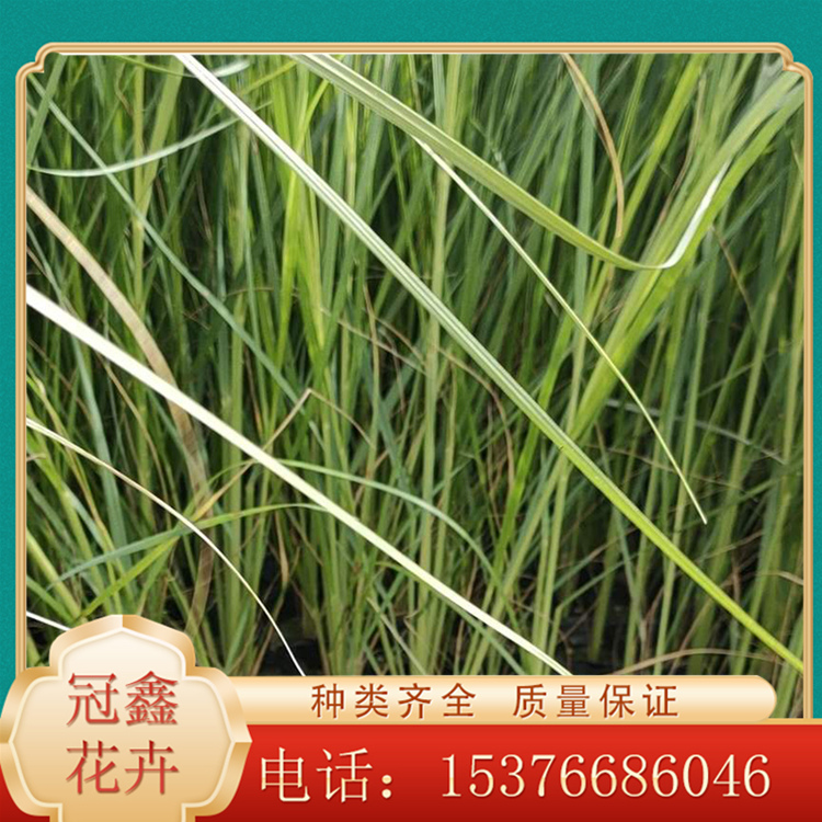 大量种植矮蒲苇 矮蒲苇小苗 江苏蒲苇苗批发基地