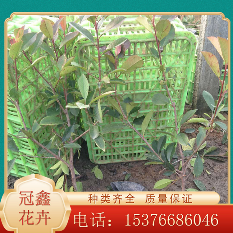 绿化用红叶石楠 红叶石楠销售 红叶石楠批发商