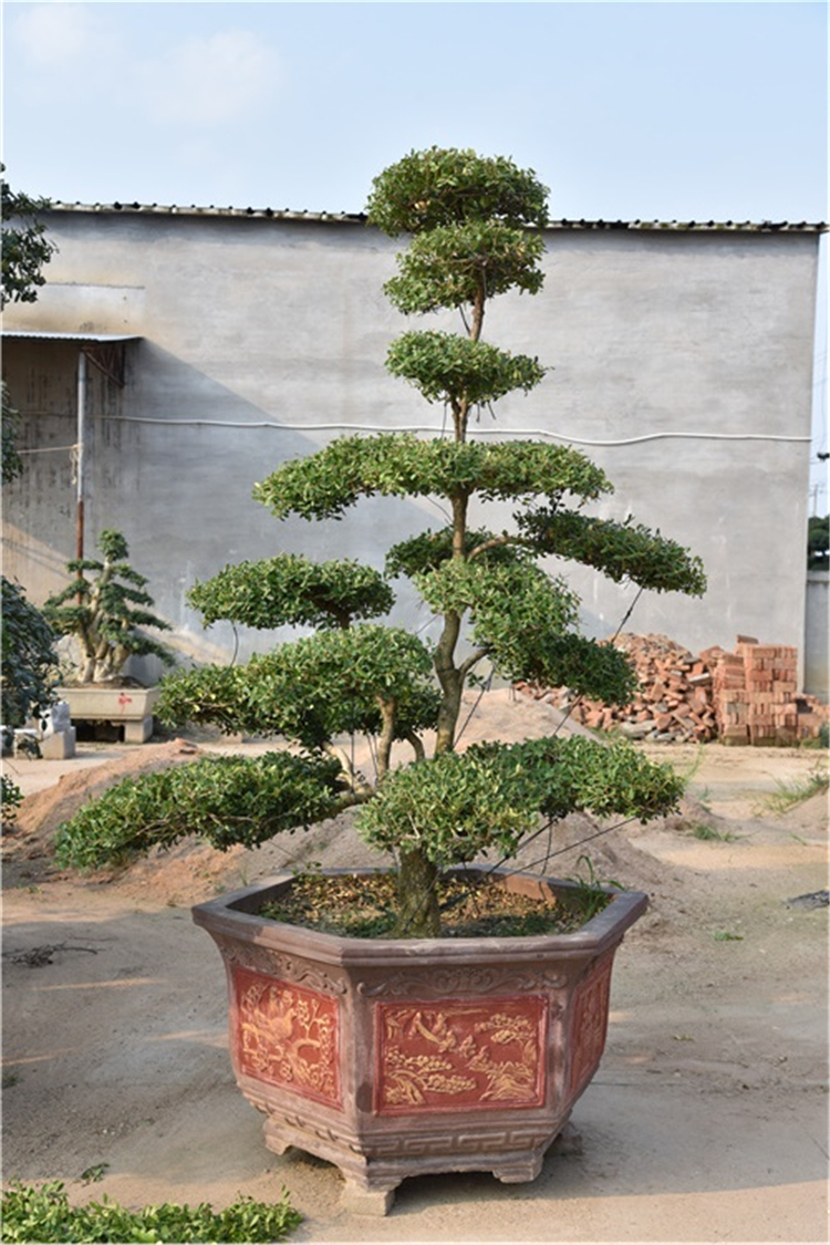 小叶黄杨盆景出售  小叶黄杨盆景种植 小叶黄杨树盆景