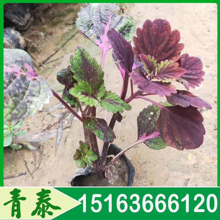 供应红彩叶草 红彩叶草幼苗批发 草花批发市场