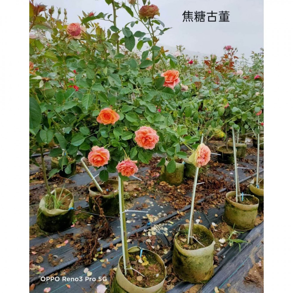 绿化栽种月季  月季树价格  山东月季基地