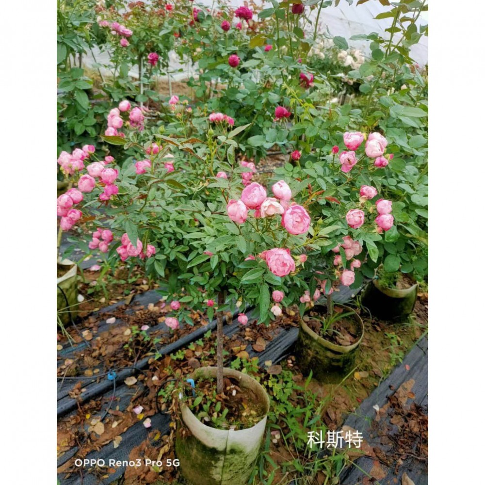 庭院绿化月季  品种月季价格  量大优惠