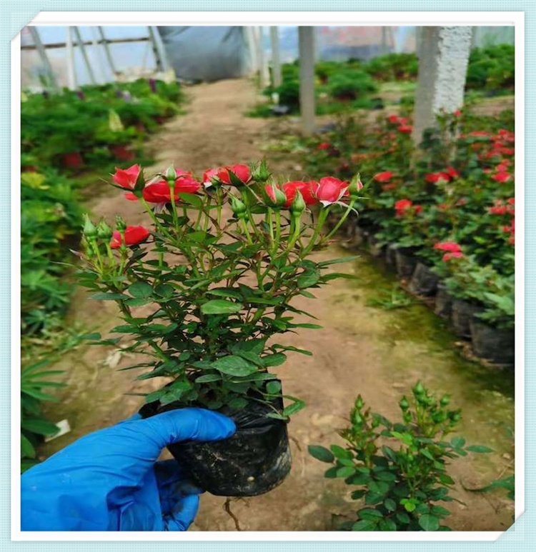 微型玫瑰花苗 微型玫瑰价格 批发销售