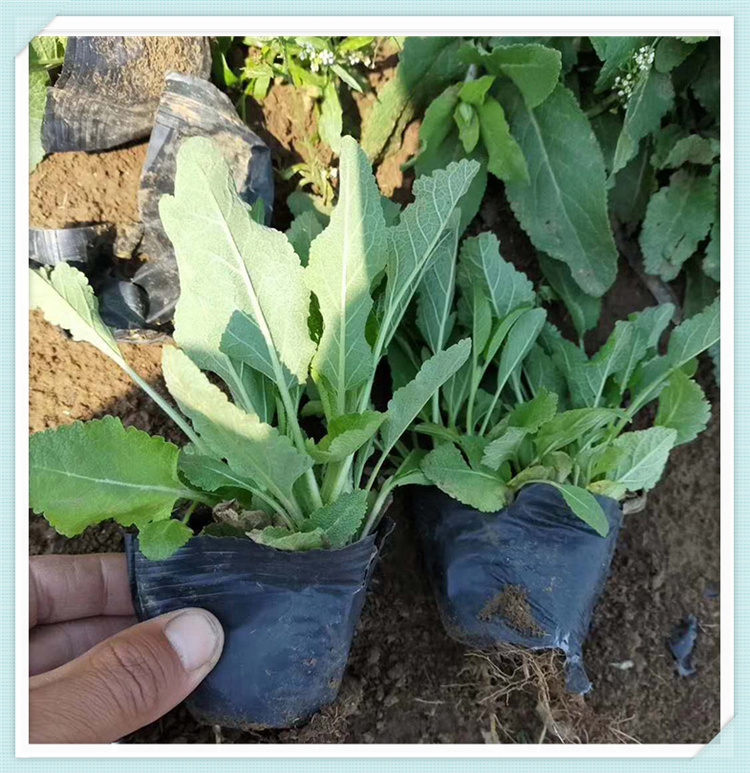 鼠尾草小苗批发 鼠尾草批发 量大优惠