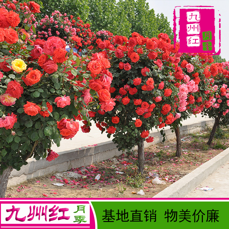 月季树 树形月季 树桩月季 5公分月季树 九州红月季 城市行道树