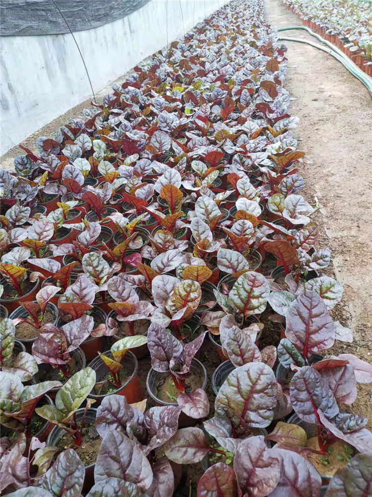 红叶甜菜盆栽  红叶甜菜小苗杯苗