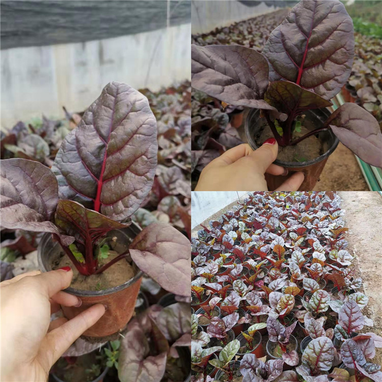 红叶甜菜盆栽行情  红叶甜菜出售批发