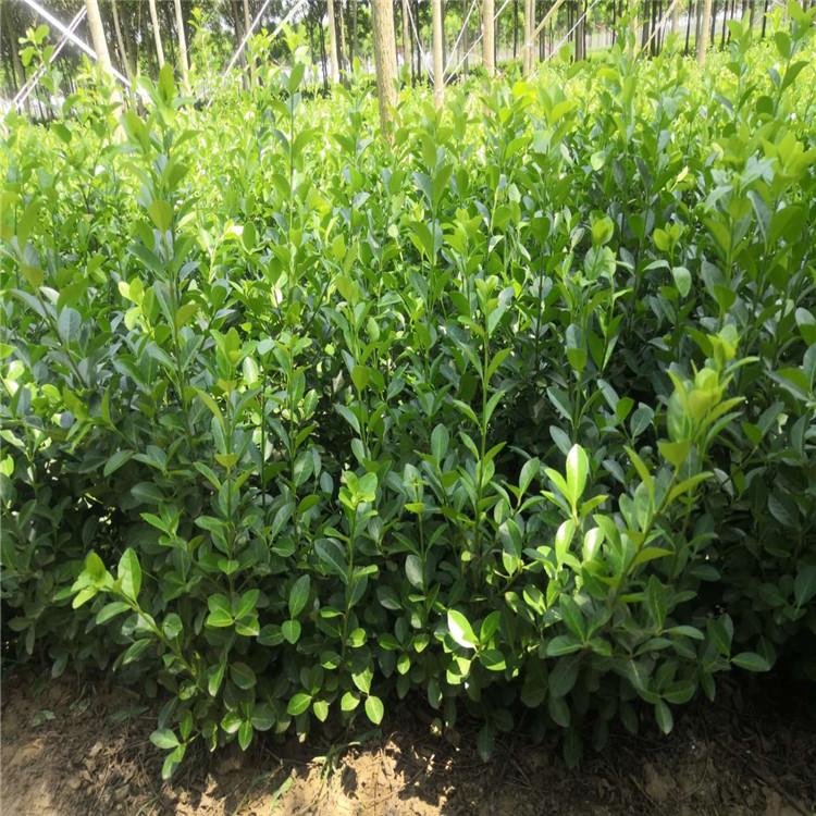 卫矛培育基地 好苗供应 青州卫矛小苗