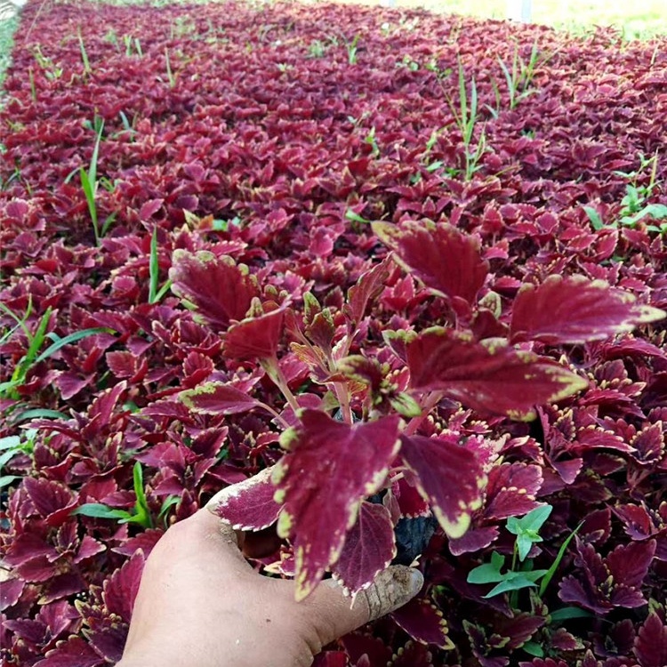 长期供应草花彩叶草 草花彩叶草供应商 批发优惠