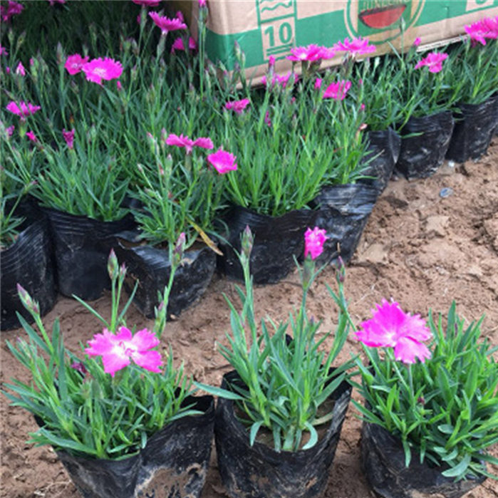 彩虹石竹 种植基地供应 山东欧石竹供应商