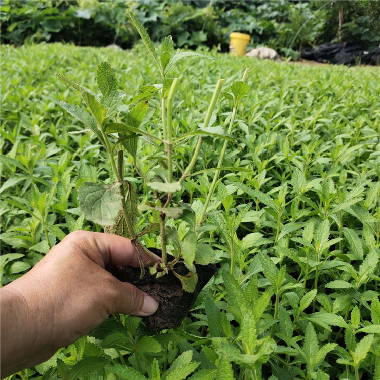 观赏花马鞭草 青州马鞭草报价 露天多芽