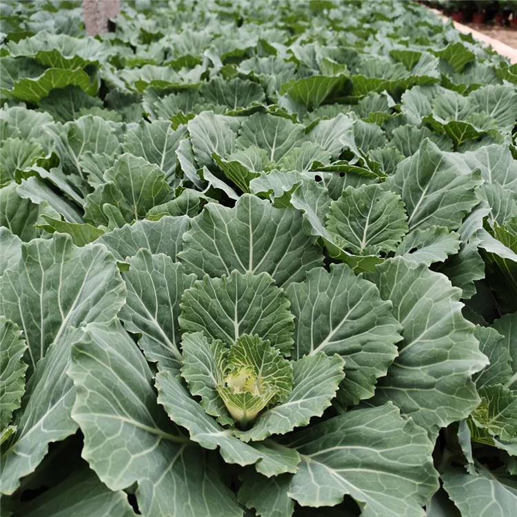 羽衣甘蓝培育基地 基地直销 青州羽衣甘蓝
