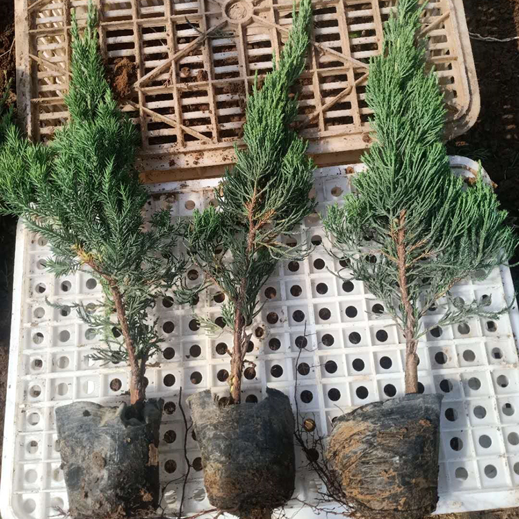 龙柏批发商 青州龙柏 好苗售卖地