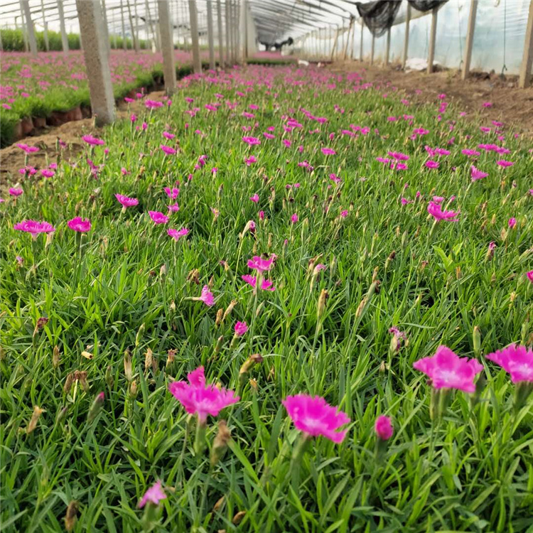 山东欧石竹苗供应 小涵花卉欧石竹基地价格 欧石竹批发