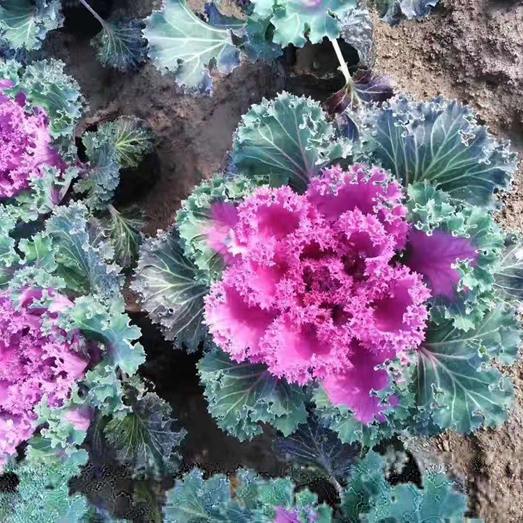 山东羽衣甘蓝价格 白色紫色羽衣甘蓝 青州羽衣甘蓝培育基地