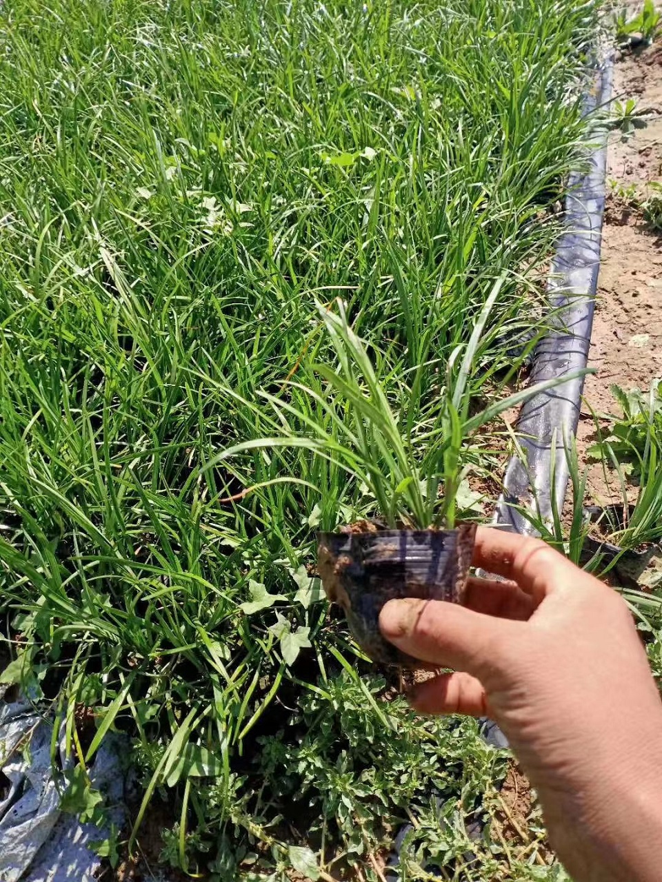 小涵花卉供应优质麦冬价格 山东麦冬基地