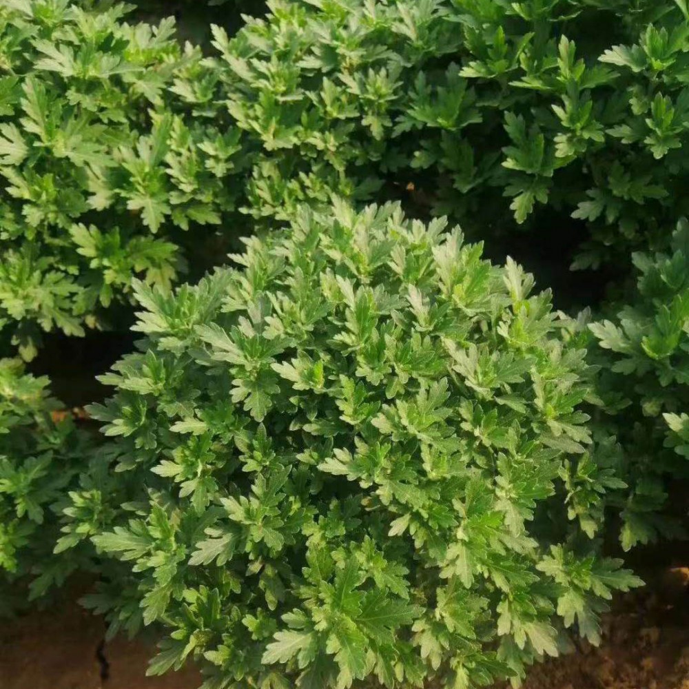 批发千头菊 千头菊价格 量大从优