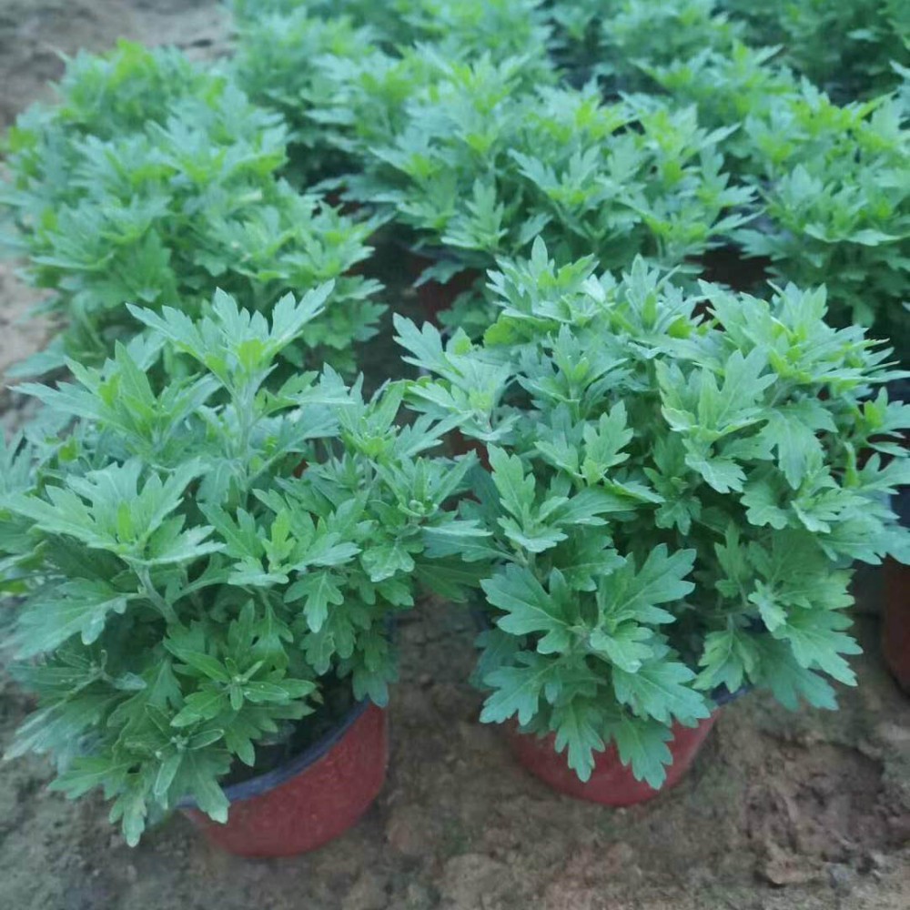 基地直供大菊花 大菊花杯苗 十月一花卉租摆用