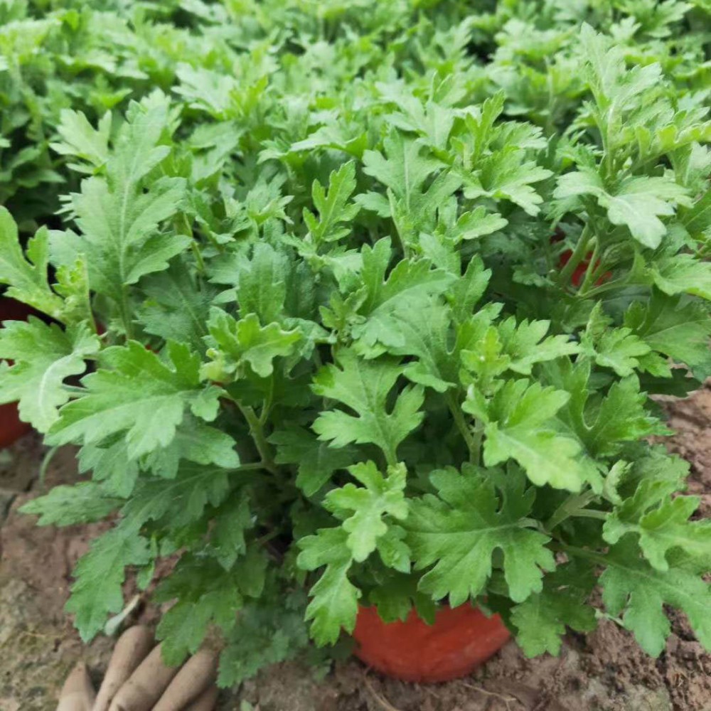 基地直供千头菊 千头菊盆苗 量大从优