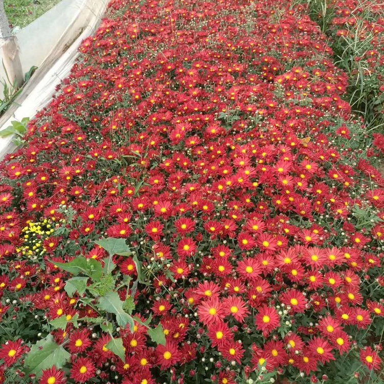 批发大菊花 大菊花小苗 租摆花卉用苗