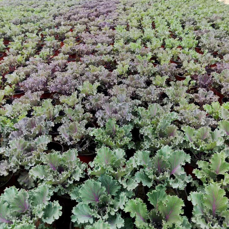 羽衣甘蓝小苗 耐寒抗冻羽衣甘蓝 欢迎咨询 铭秀苗圃
