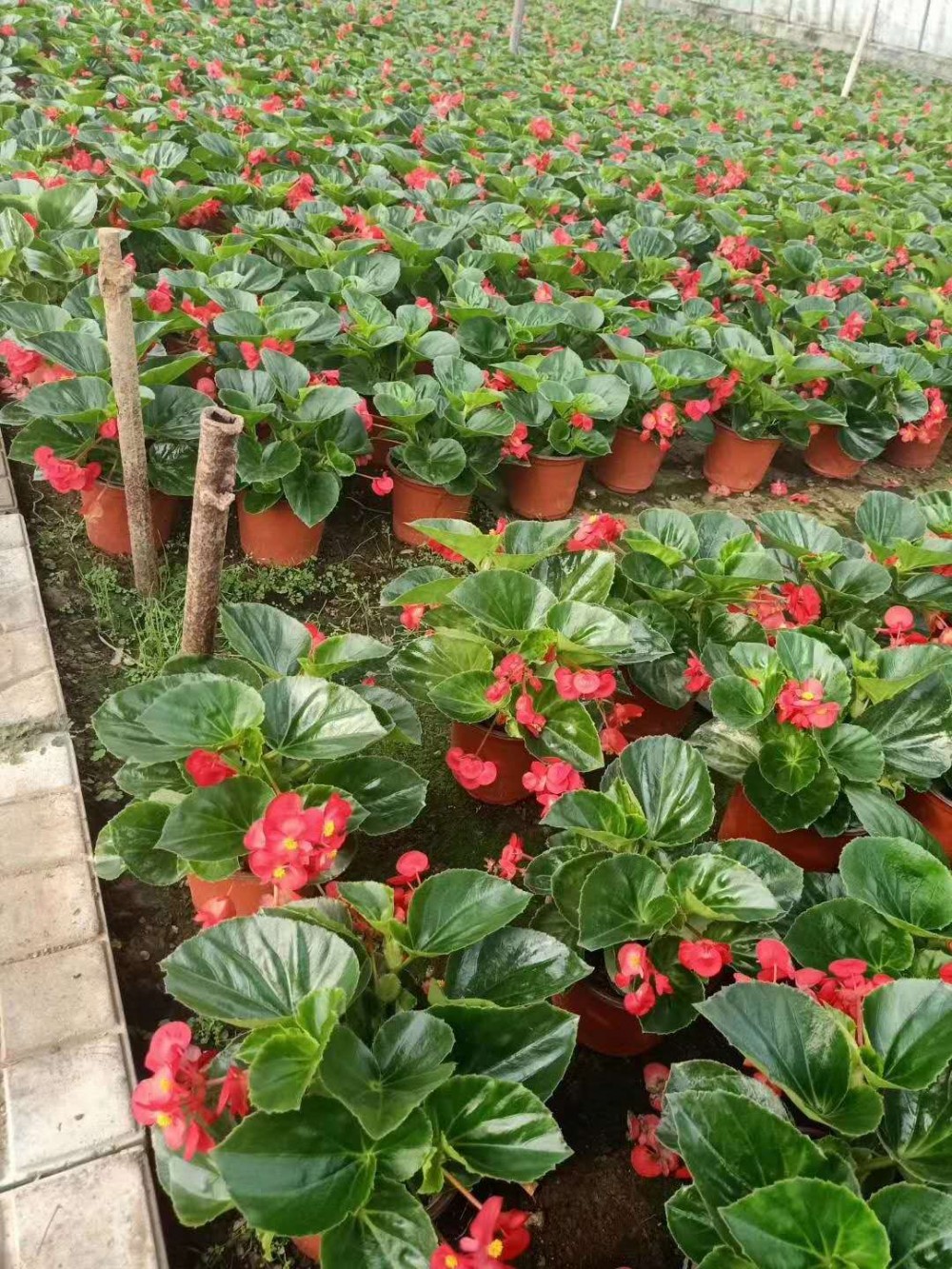 大花海棠批发  大花海棠种植基地 长期供应