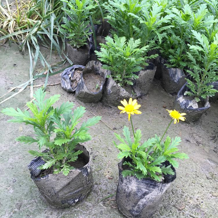 宿根草花花卉木春菊  木春菊供应  量大优惠