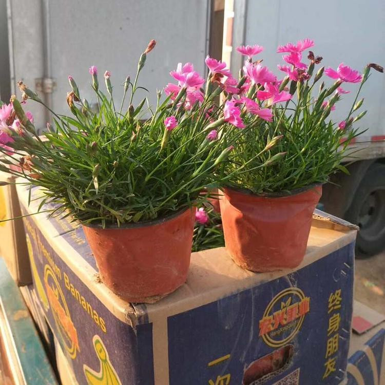 欧石竹 欧石竹小苗种植基地 青州草花