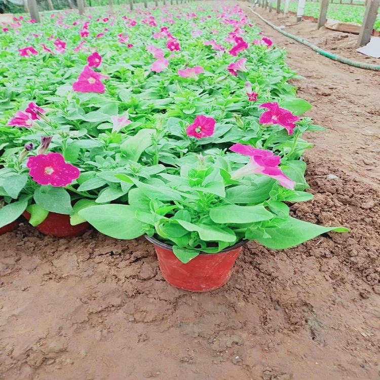 花坛绿化用矮牵牛   矮牵牛小苗   矮牵牛花