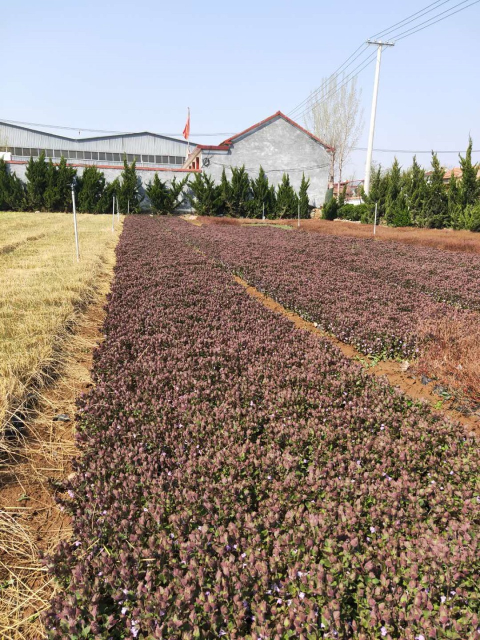 连钱草苗圃基地 四季草花 --欣彤花卉