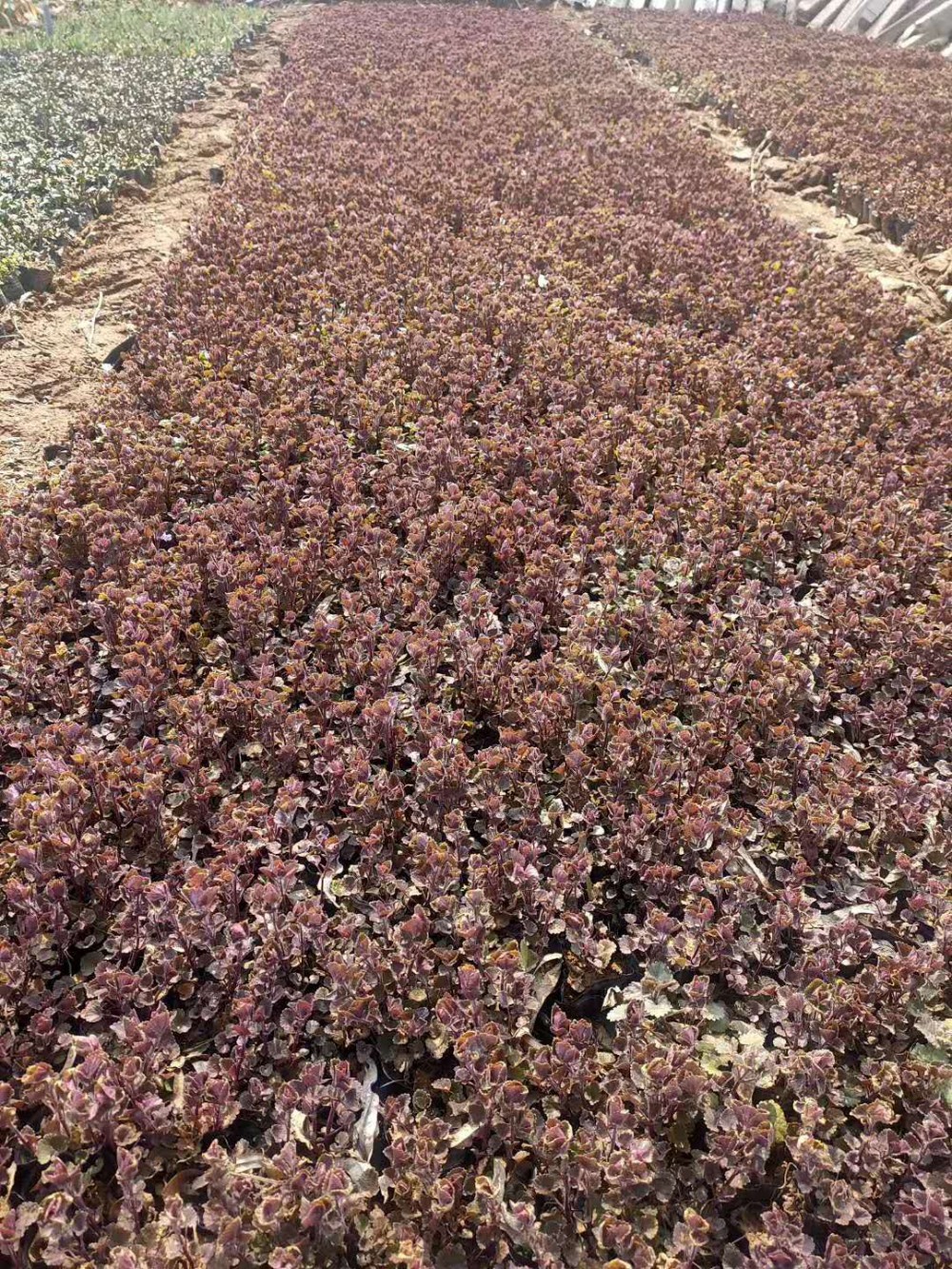 连钱草价格 长期供应 --欣彤花卉