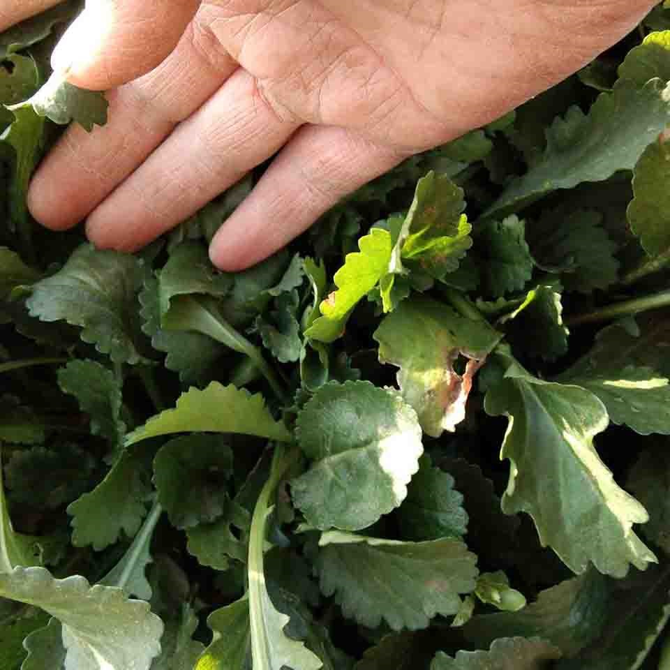 四季大滨菊 批发大滨菊苗  青州花卉