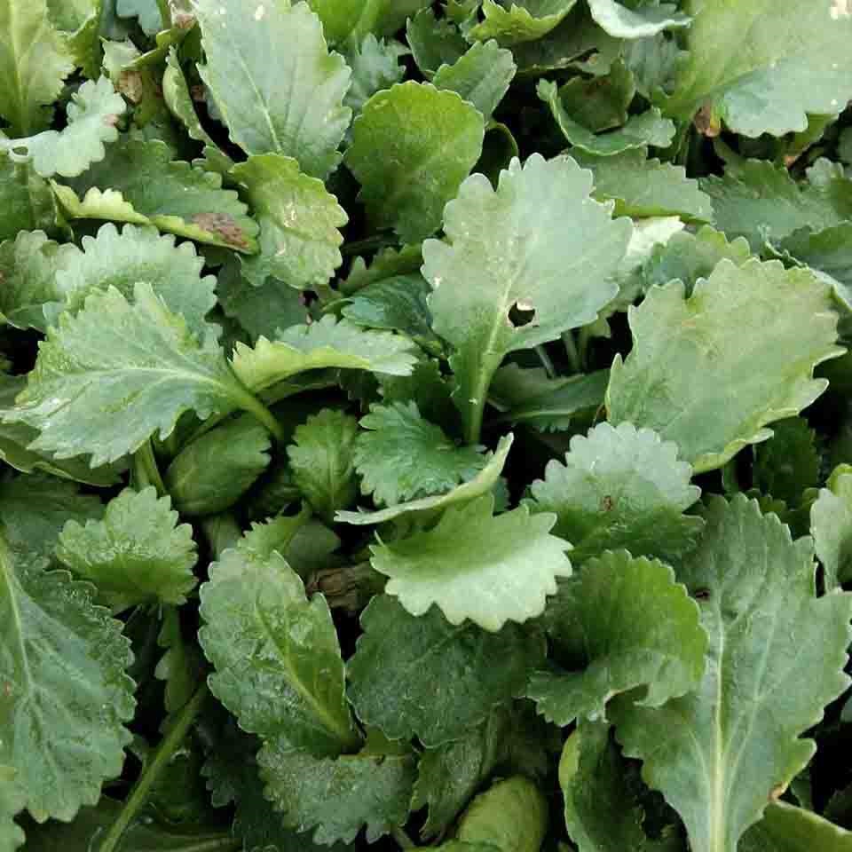 大滨菊种植基地 大滨菊基地  价格优惠