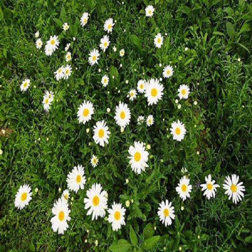 四季大滨菊 大滨菊  欣彤花卉