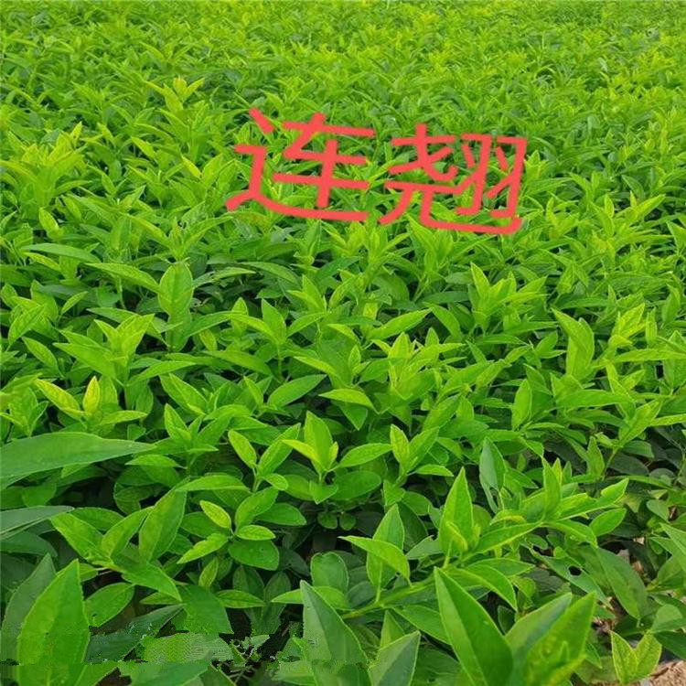 连翘 连翘小苗 山东连翘价格 连翘种植厂家