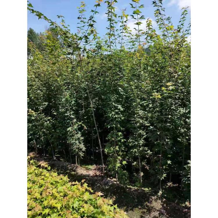 特价供应五角枫苗商家 五角枫商家