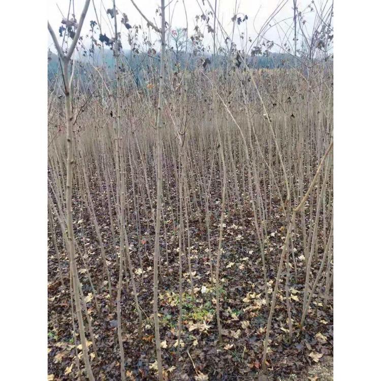 基地直销五角枫苗苗木基地 五角枫3年苗种植基地