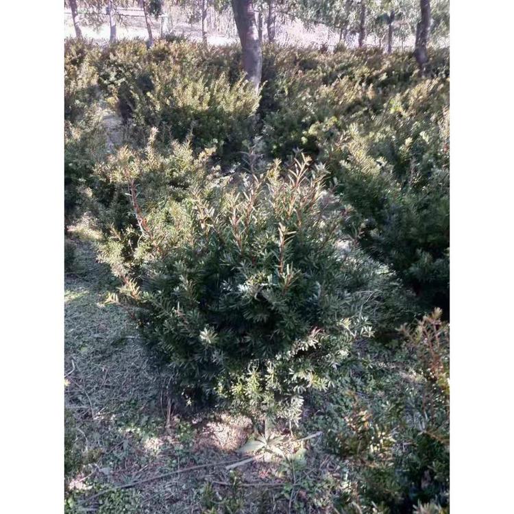 大量红豆杉苗批发 红豆树种子批发 红豆树苗木批发 