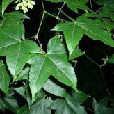 供应五角枫苗种植基地 色木槭价格