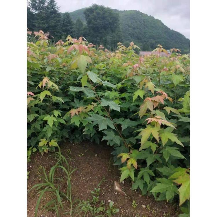 全国直销五角枫苗在线咨询 五角枫小苗生产基地