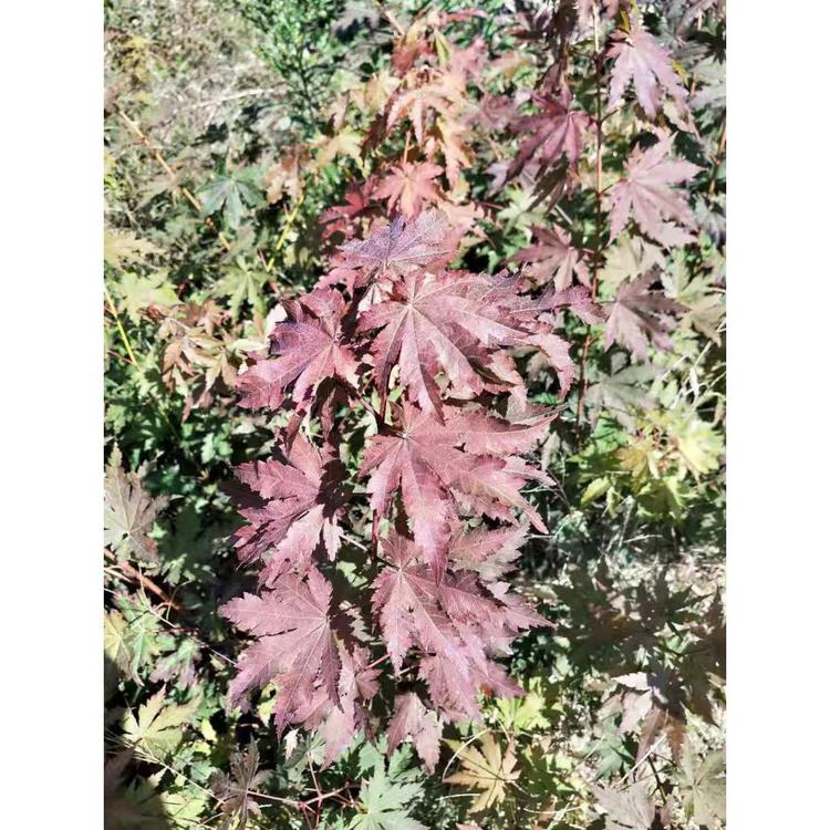 品种优良九角枫现起现卖 九角枫种子现起现卖