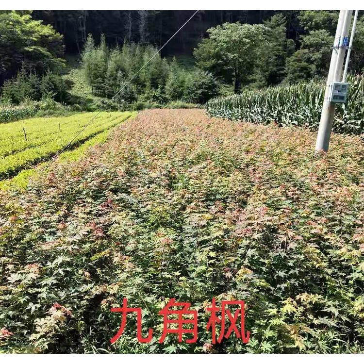 基地直销九角枫价格 九角枫2年苗咨询