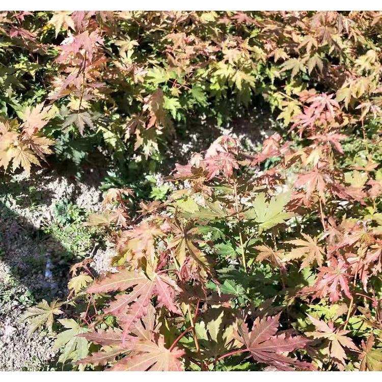 供应九角枫现起现卖 九角枫3年苗在线咨询