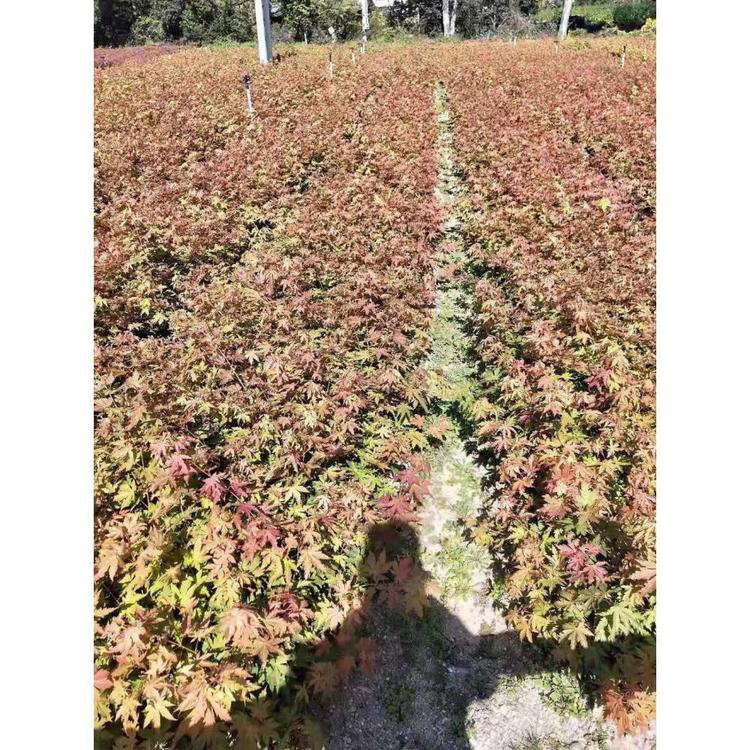 刘家苗圃九角枫苗批发 品种优良的九角枫苗在线咨询