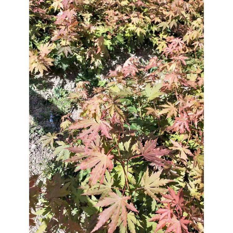 特价供应九角枫种植基地 九角枫小苗现起现卖