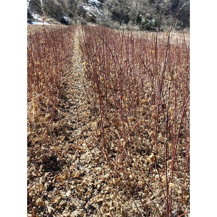 全国直销九角枫繁育基地 九角枫3年苗苗圃