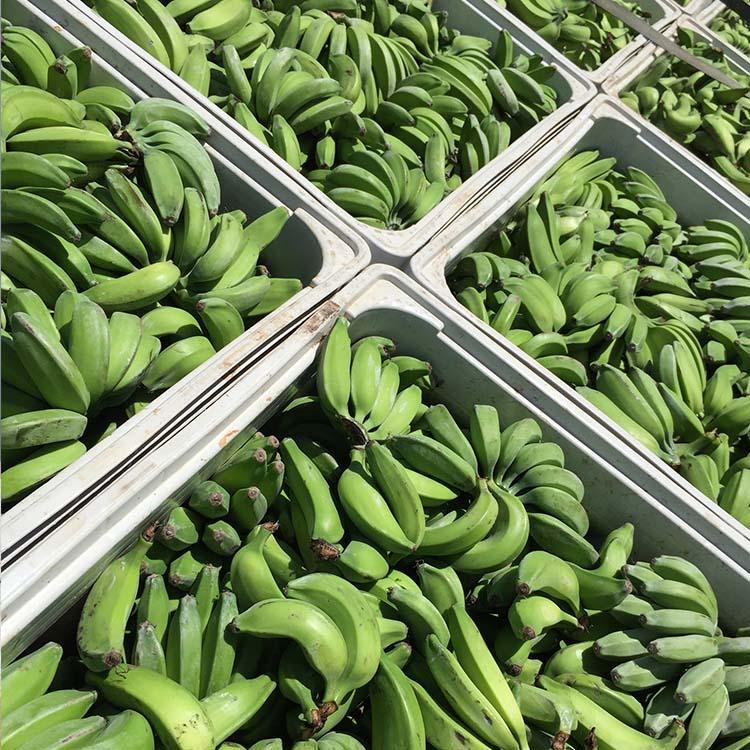 全国供应香蕉粉价格优惠 青香蕉粉批发零售