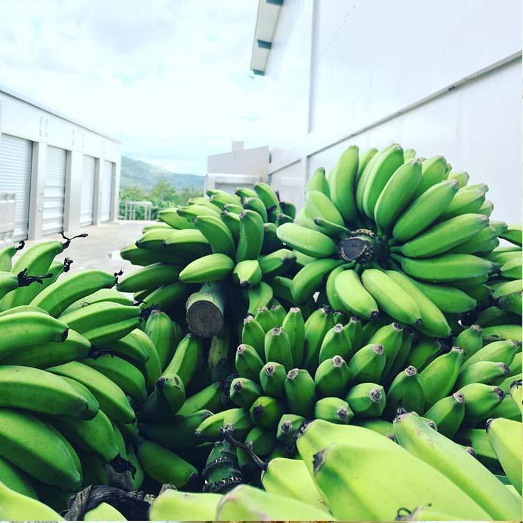 进口香蕉粉价格优惠 香蕉汁粉厂家直销