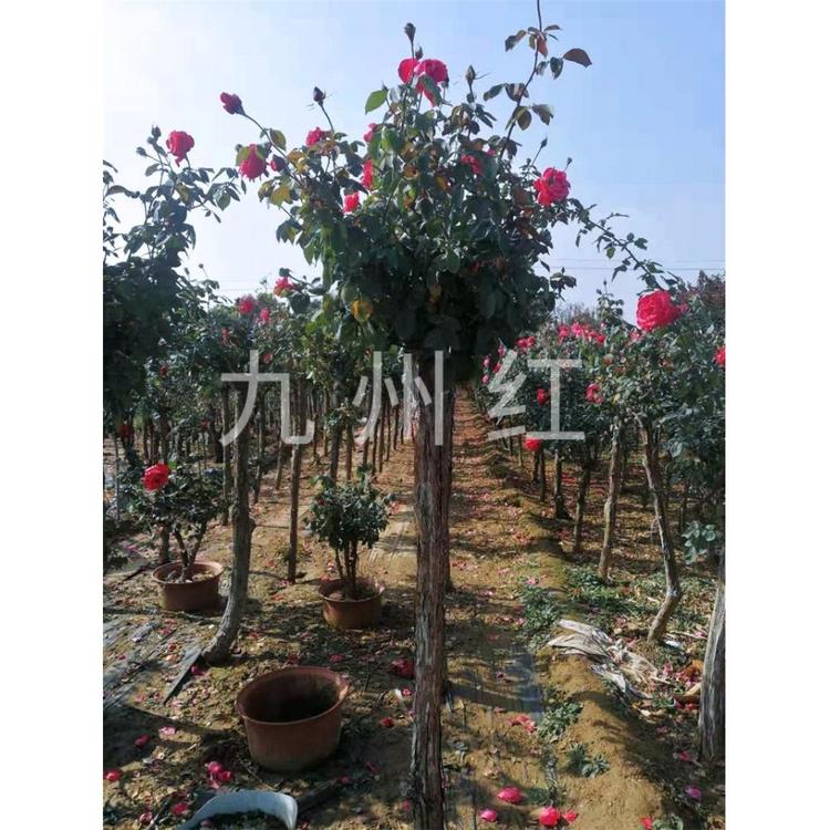 万亩基地批发树状月季树九州红万亩基地欢迎 月季树物美价廉欢迎咨询