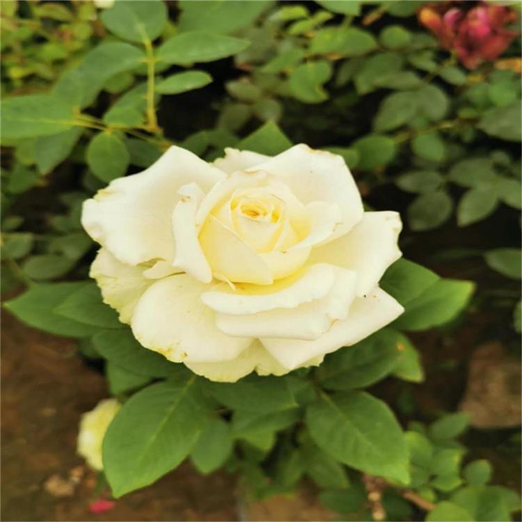 爬藤木本植物大花月季批发价格山东彩诺 大花月季丰花月季山东彩诺